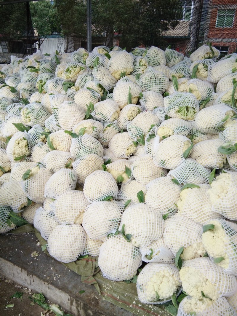 福建白面青梗松花菜小米粒产地直销保质保量发往个省市