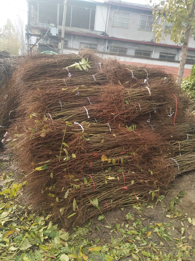 石榴苗~泰山红石榴苗采摘园庭院建园等