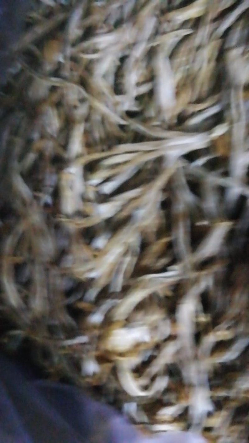 海鲜菇干品