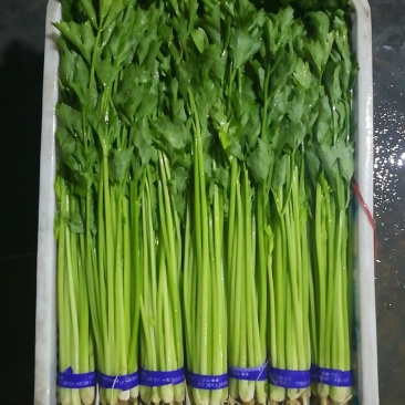 各种规格优质山芹，供应各大超市，市场。欢迎各位老板来合作