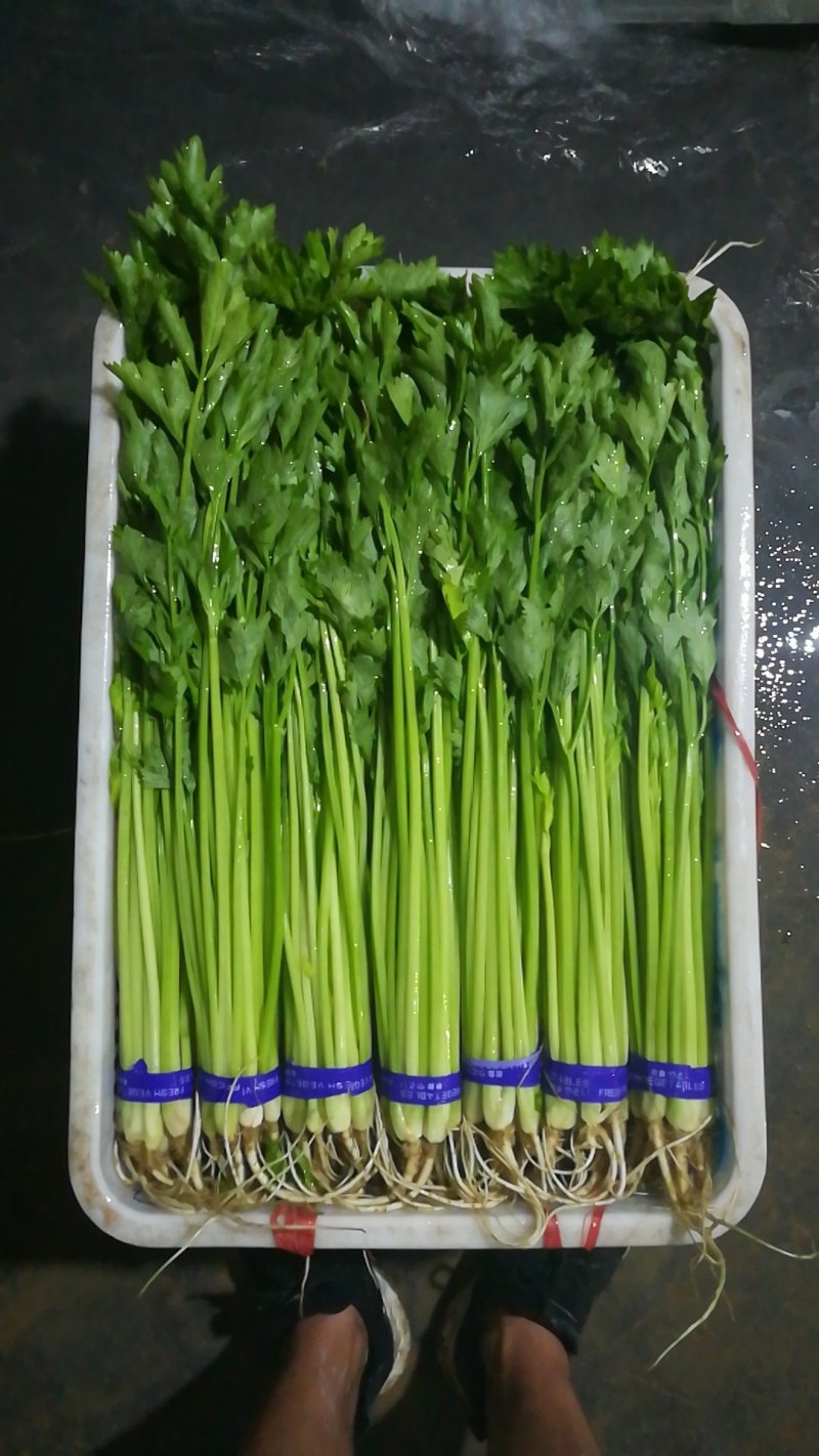 各种规格优质山芹，供应各大超市，市场。欢迎各位老板来合作
