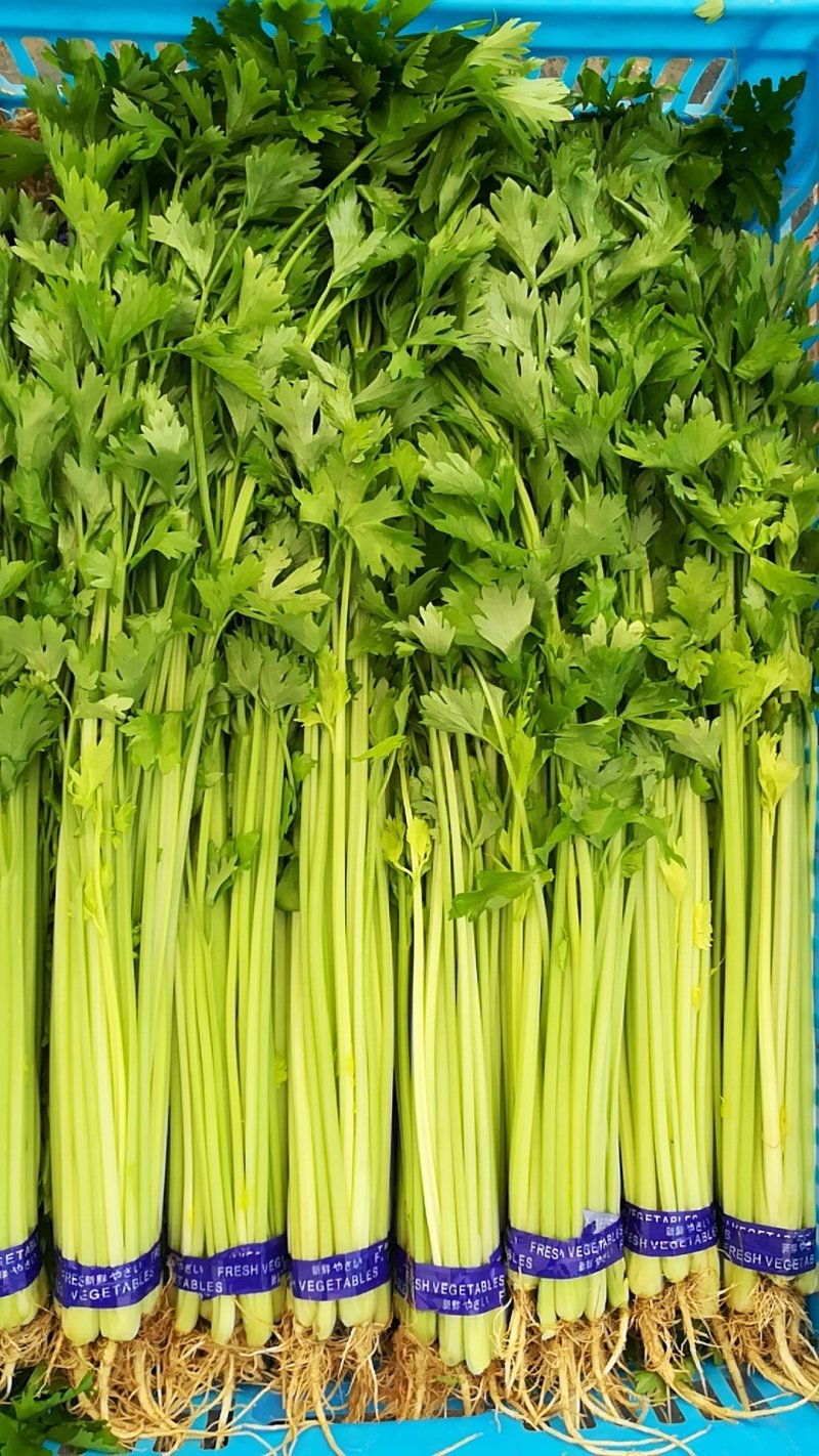 各种规格优质山芹，供应各大超市，市场。欢迎各位老板来合作