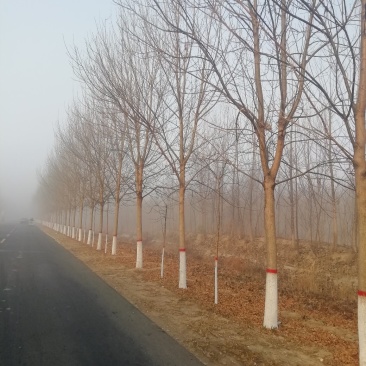 白蜡树