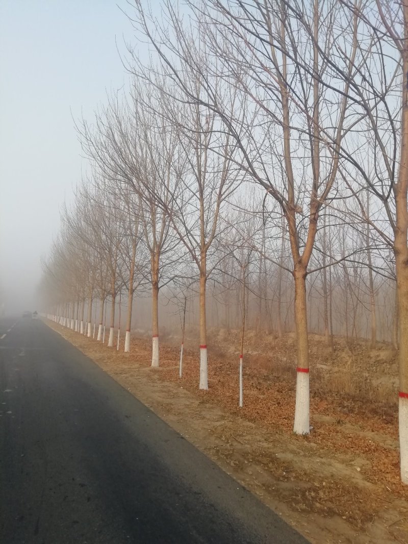 白蜡树