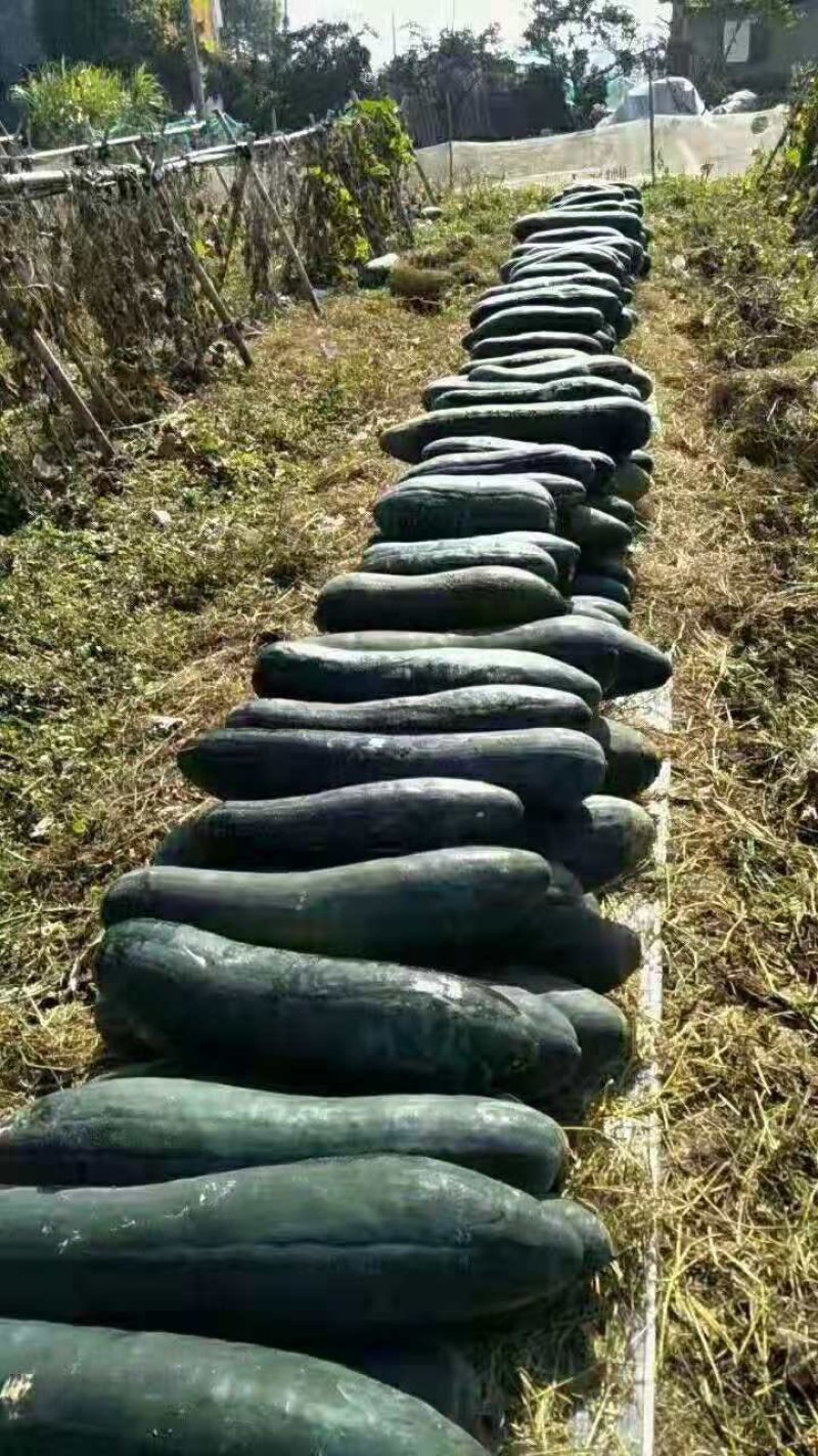 青皮吊瓜