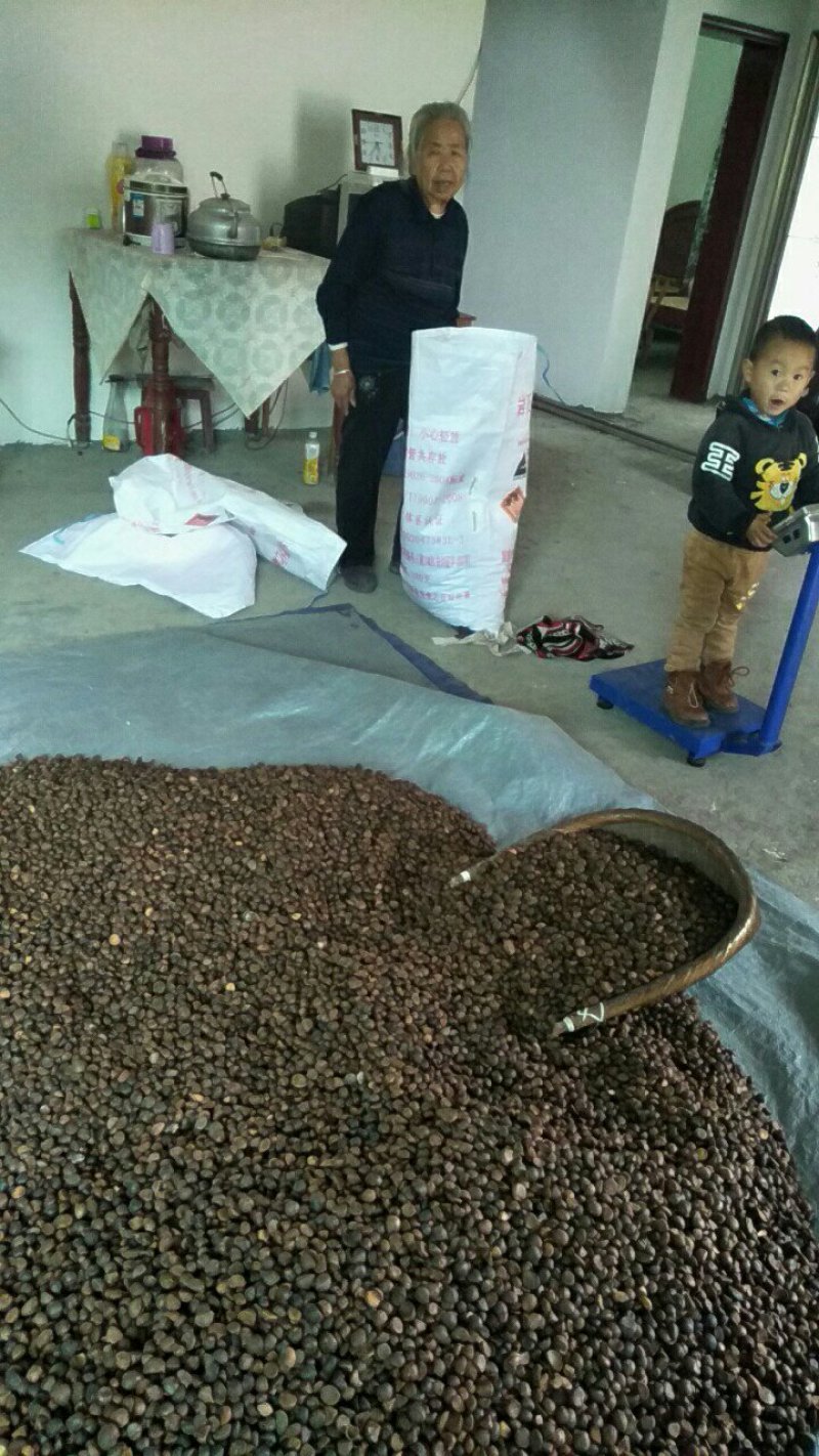 茶籽出货中