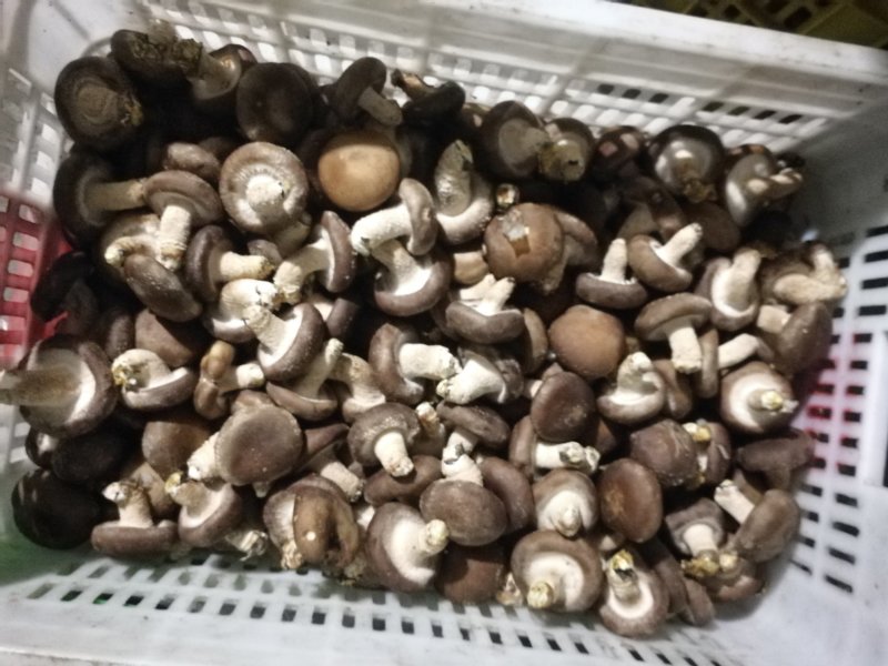鲜香菇