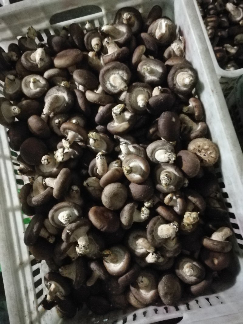 鲜香菇