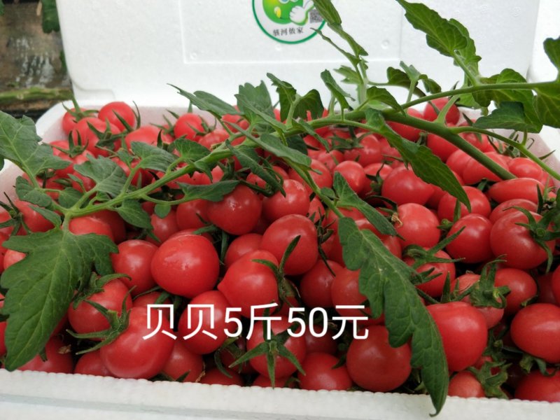 进口和国内顶级品种