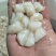 扇贝丁