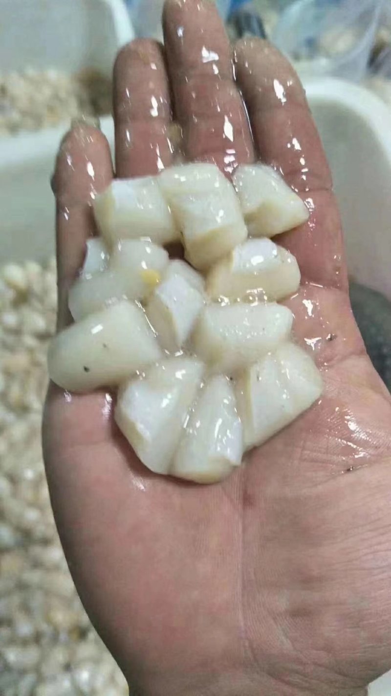 扇贝丁