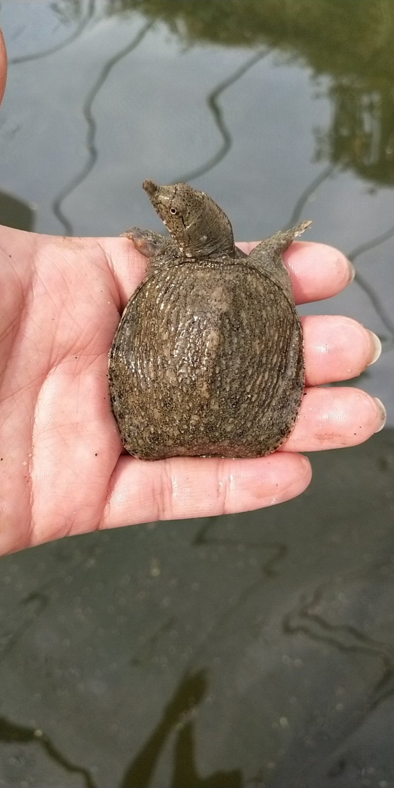 龟鳖类
