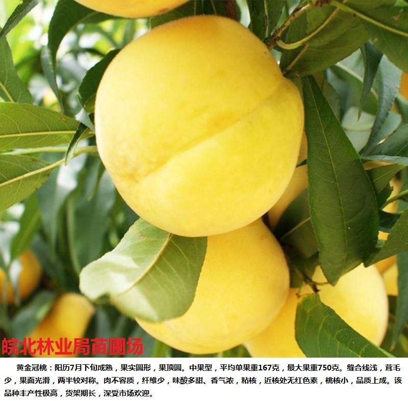黄金密1-5号，黄桃苗本人承诺:包品种，包结果，技术服务，