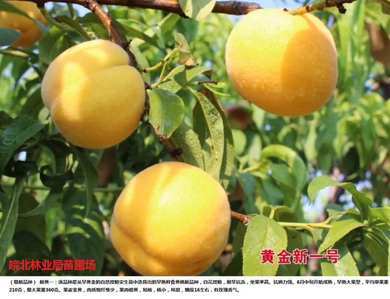 黄金密1-5号，黄桃苗本人承诺:包品种，包结果，技术服务，