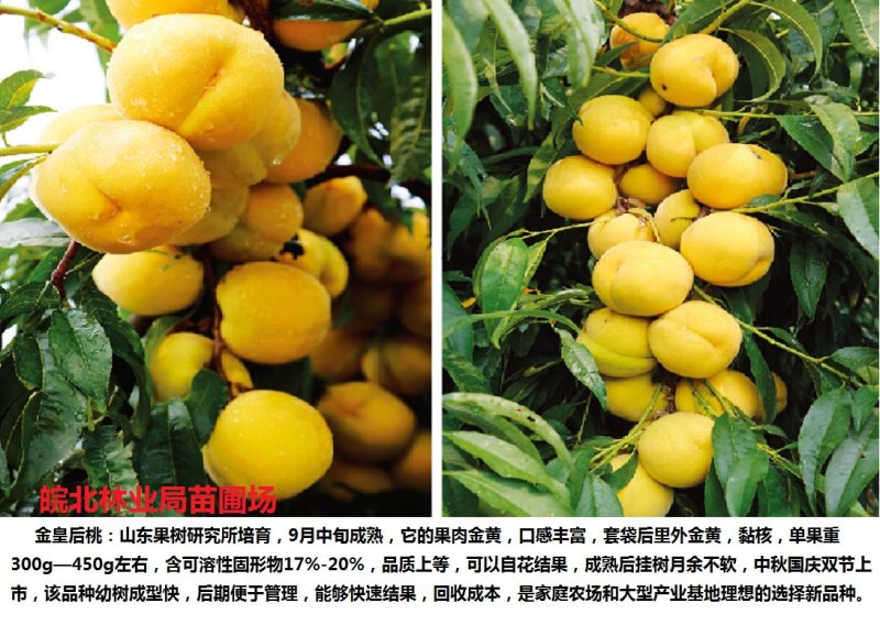 黄金密1-5号，黄桃苗本人承诺:包品种，包结果，技术服务，