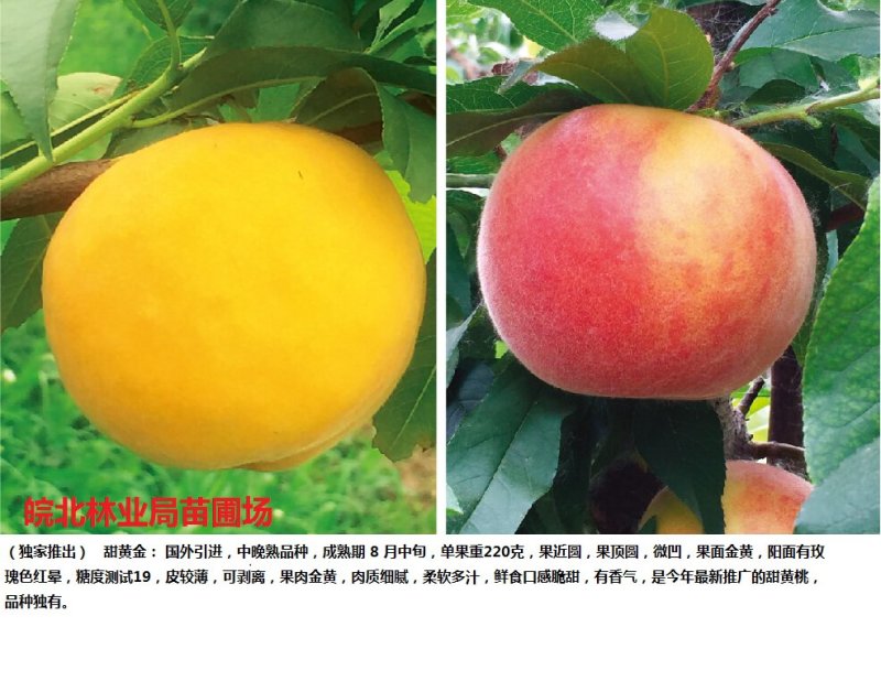 黄金密1-5号，黄桃苗本人承诺:包品种，包结果，技术服务，