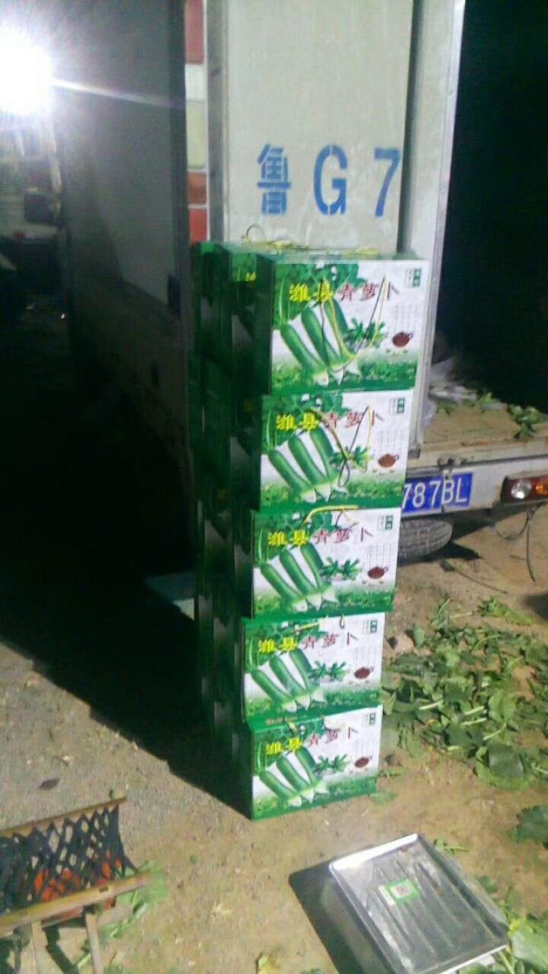 青萝卜，产地批发，大量供应，着急出售，价格便宜