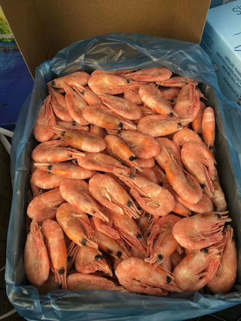 北极熊北极虾