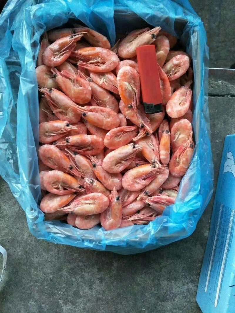 北极熊北极虾