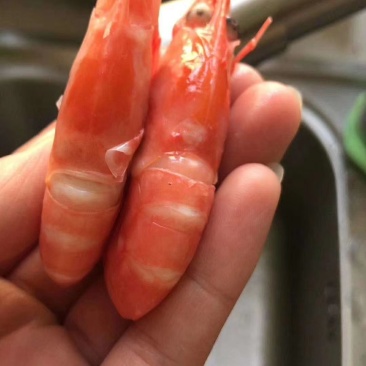 北极熊北极虾