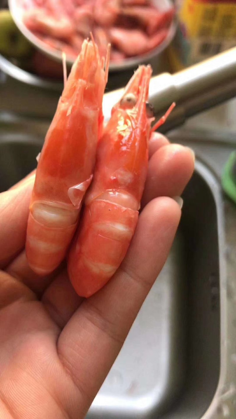 北极熊北极虾