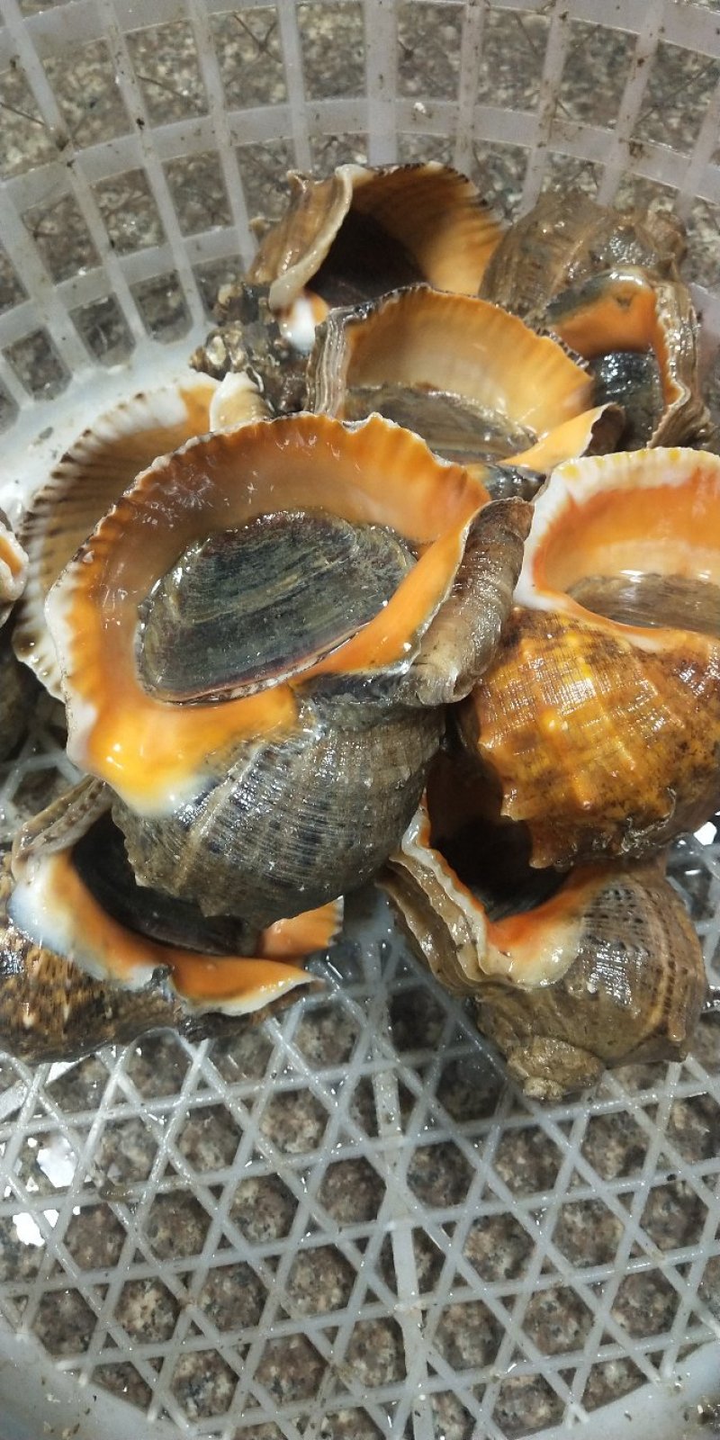 特大海螺