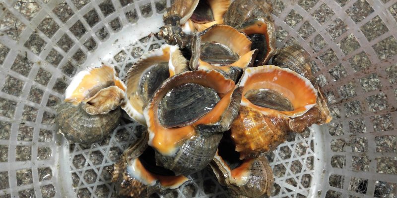 特大海螺