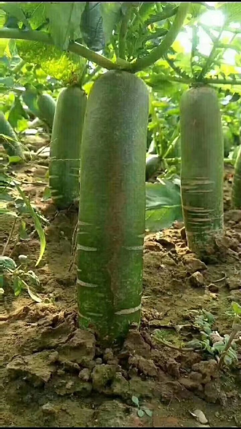 潍县萝卜大量供应，无代办费，装车，小工，全免费！
