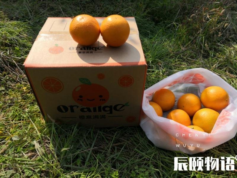 麻阳橙