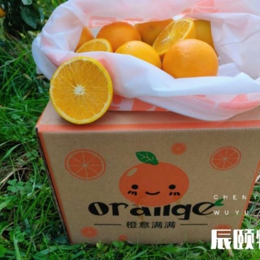 麻阳橙