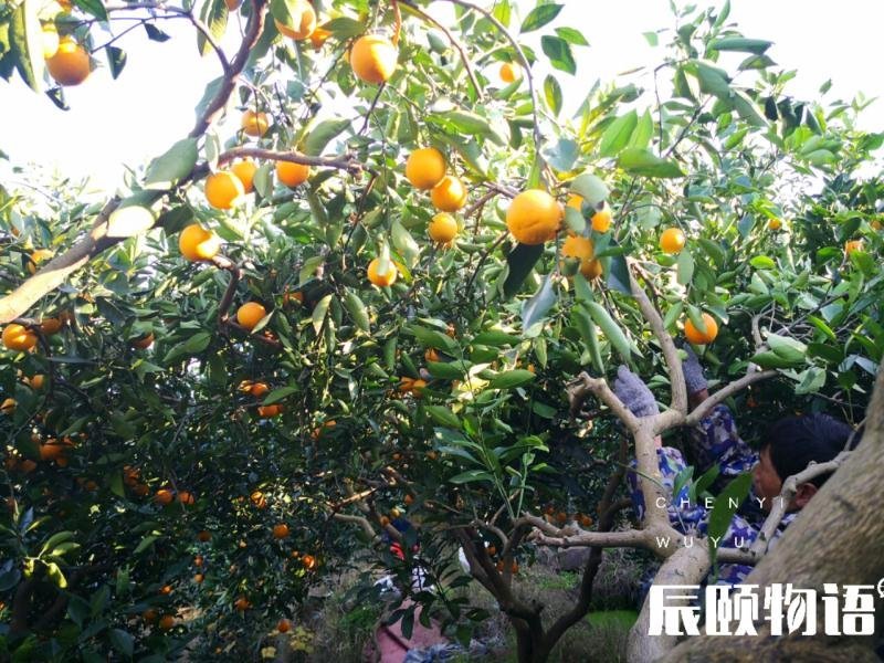 麻阳橙