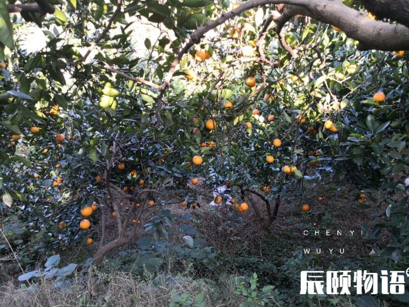 麻阳橙