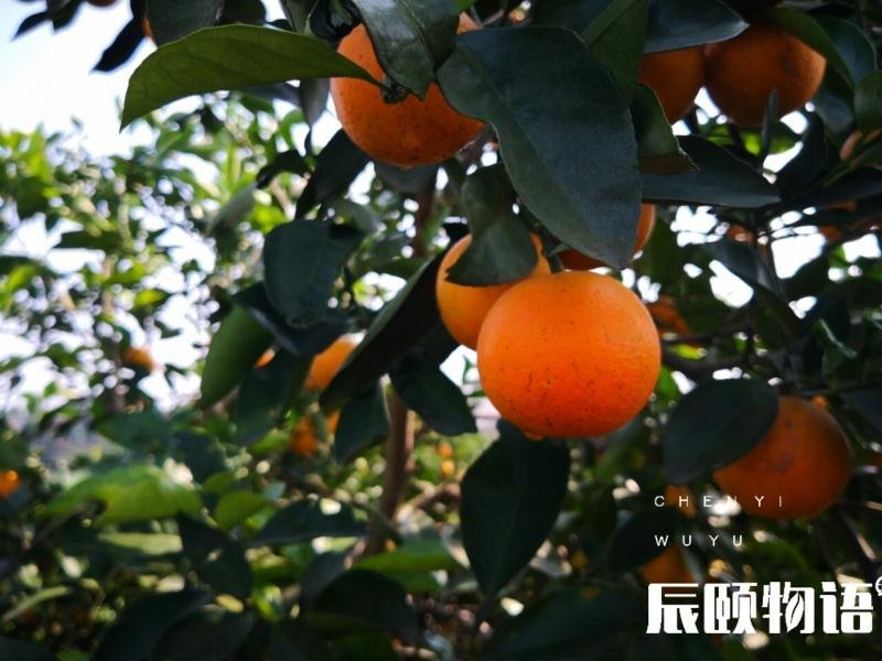麻阳橙