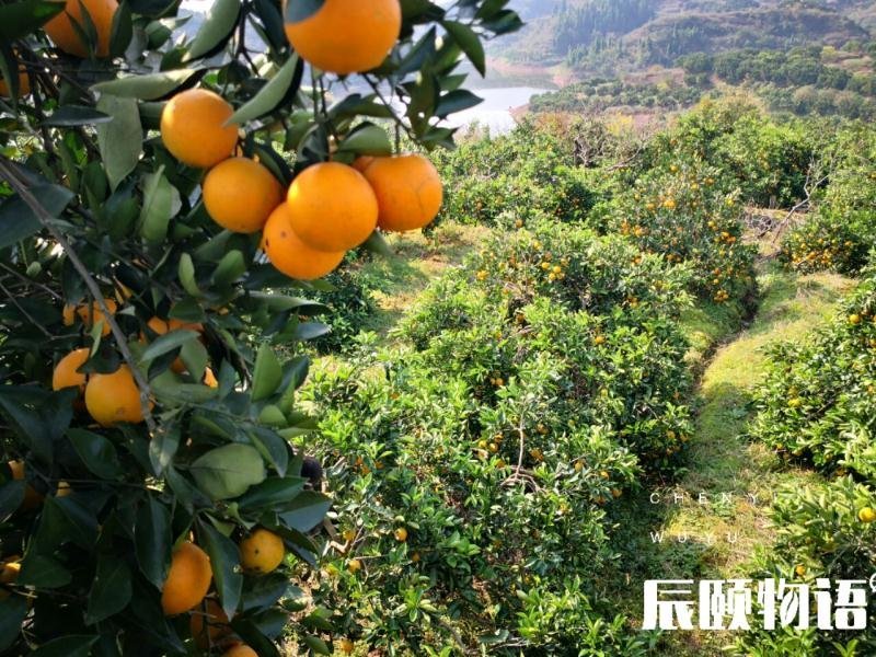 麻阳橙