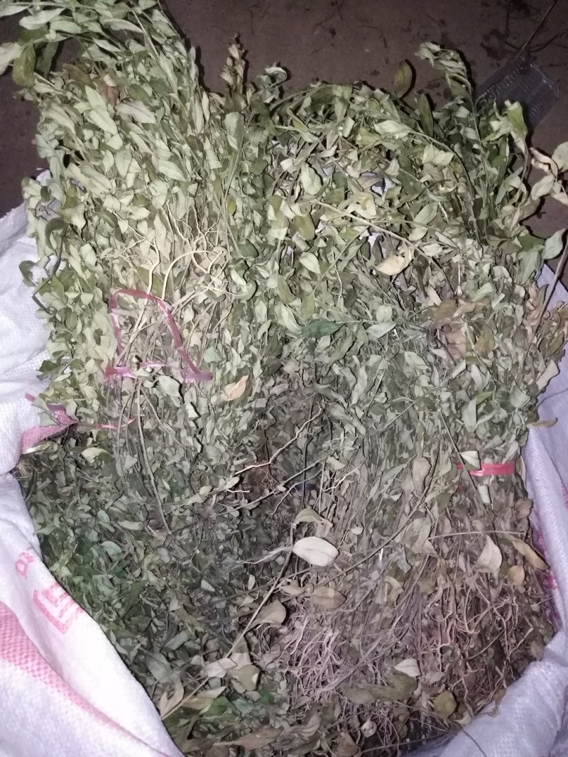 金牛草。金不焕。紫背金牛。塘角鱼草。