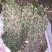 金牛草。金不焕。紫背金牛。塘角鱼草。