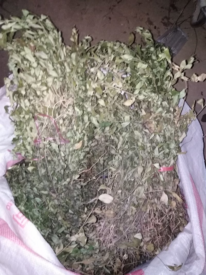 金牛草。金不焕。紫背金牛。塘角鱼草。