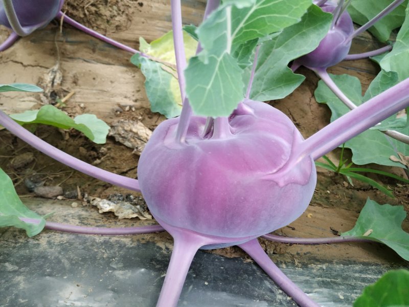 紫苤蓝