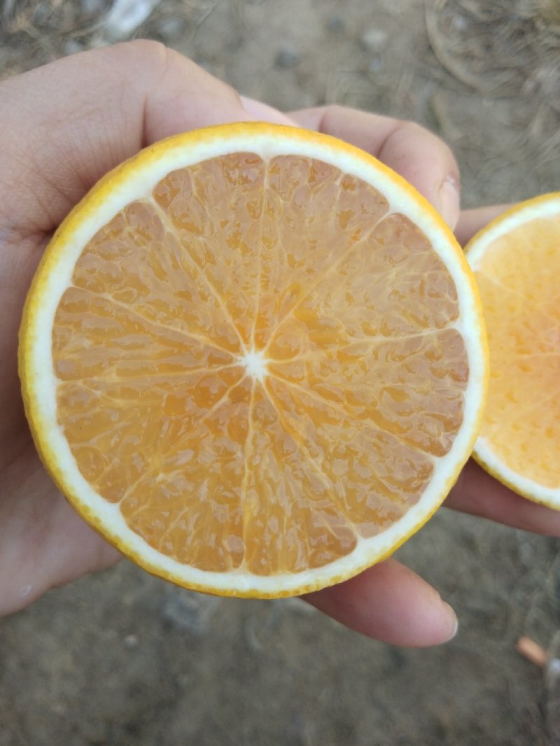红江橙