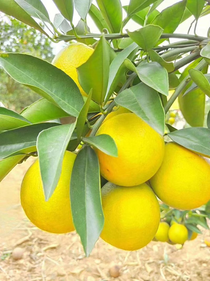 红江橙