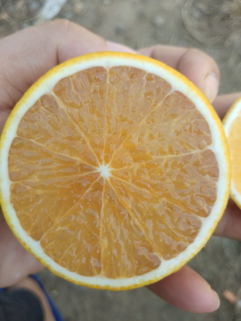 红江橙
