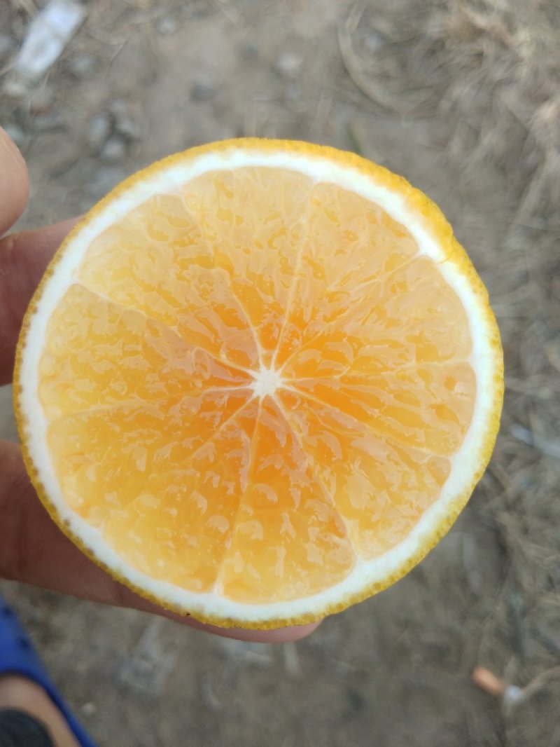 红江橙