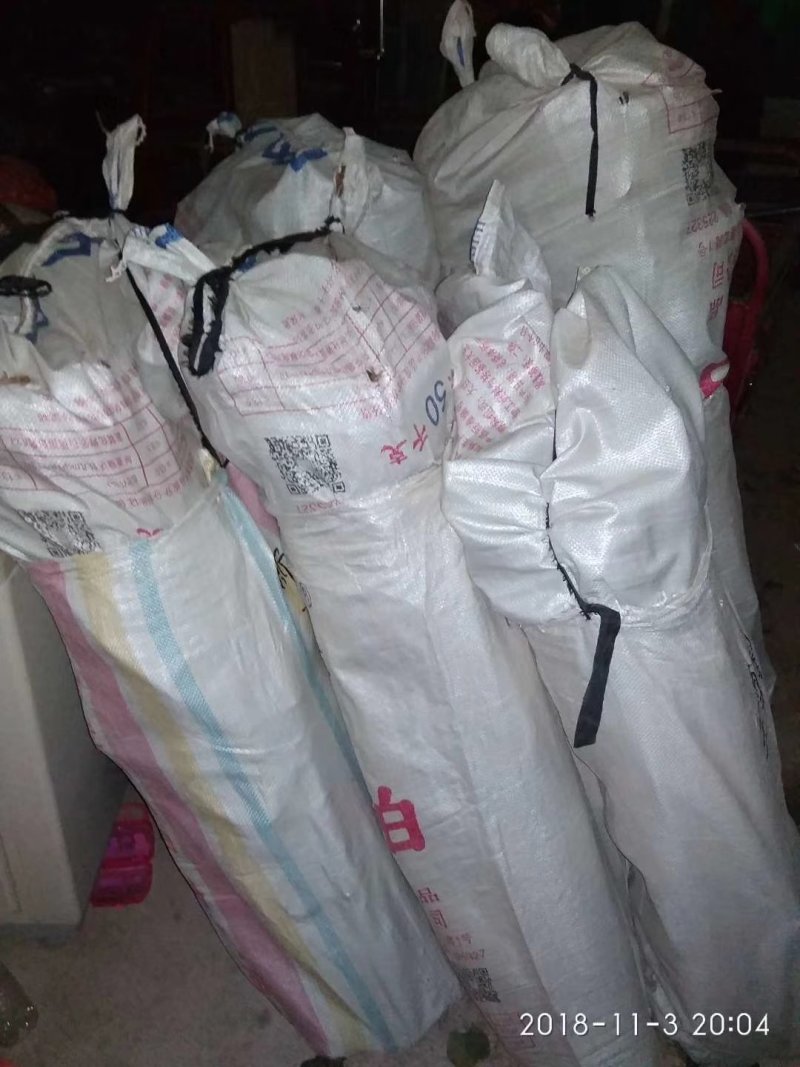 【优质】阳丰柿子树苗柿树苗基地直发品种纯正保成活率