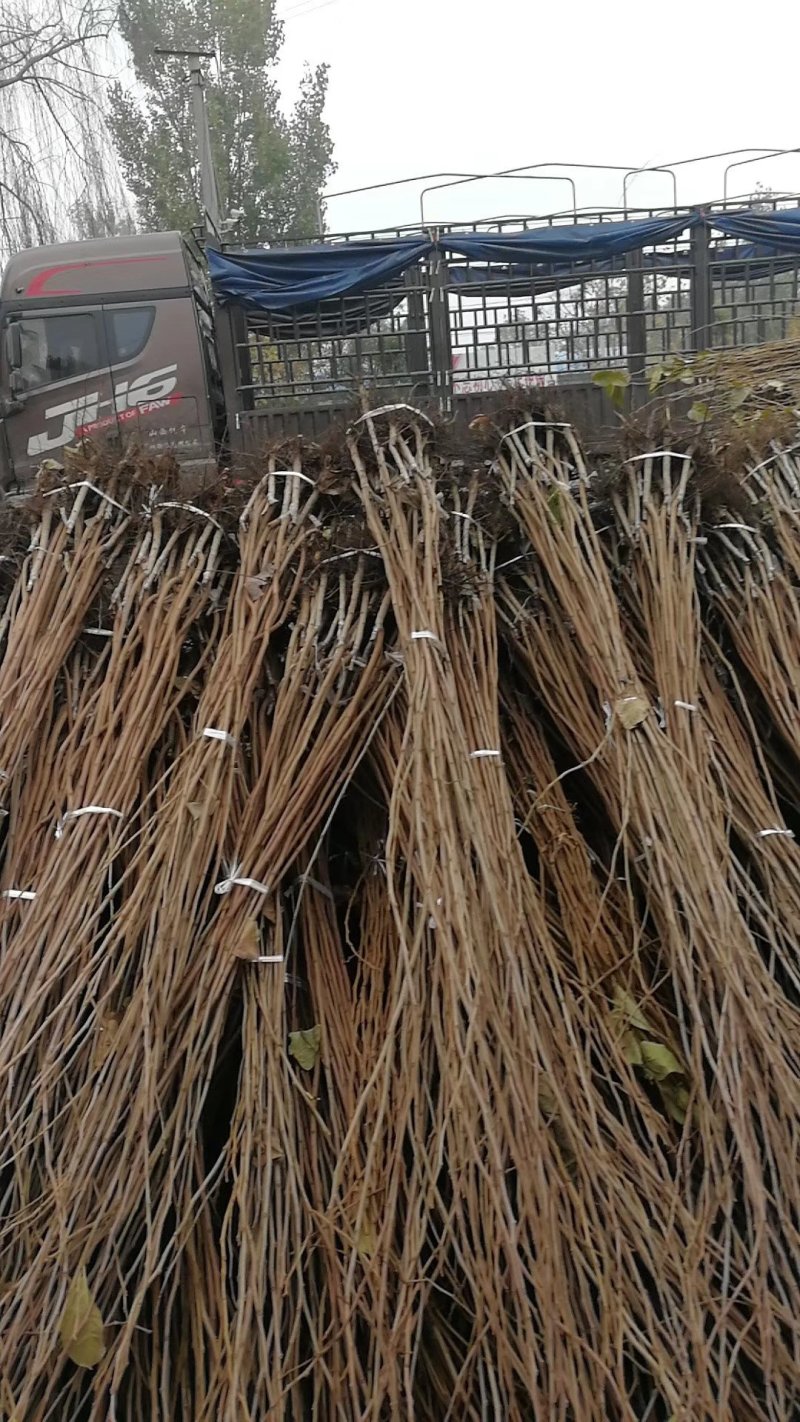 【优质】阳丰柿子树苗柿树苗基地直发品种纯正保成活率