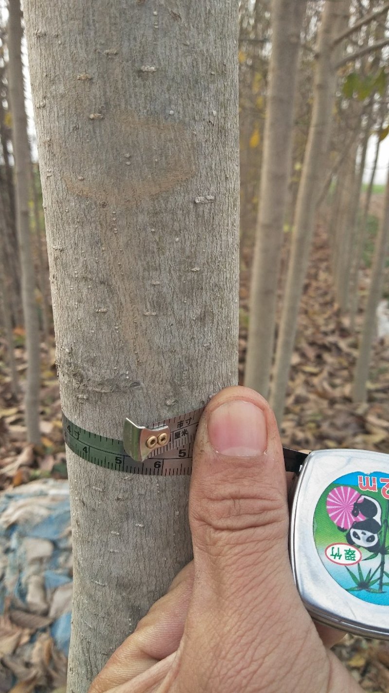辛夷树(3—11公分）高成活率，不是水肥苗。