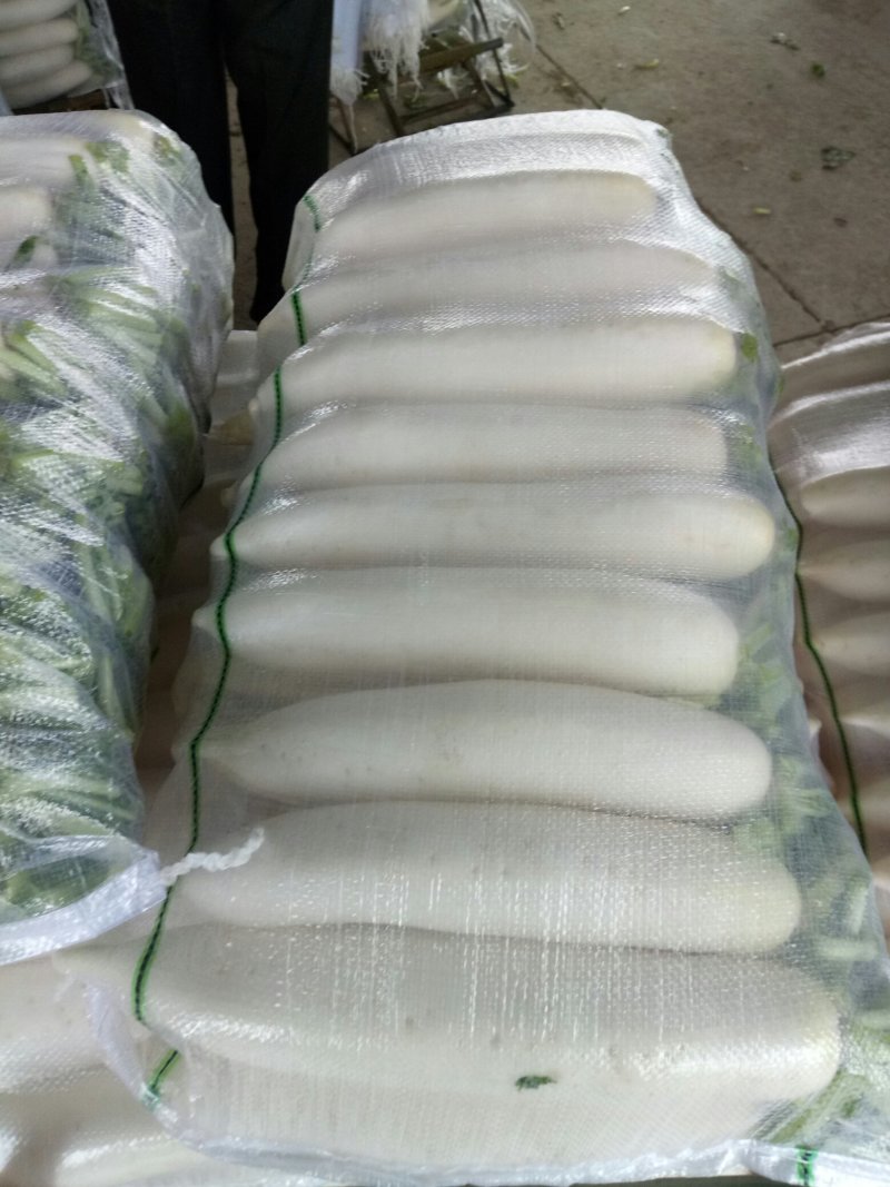 白萝卜1.5~2斤起