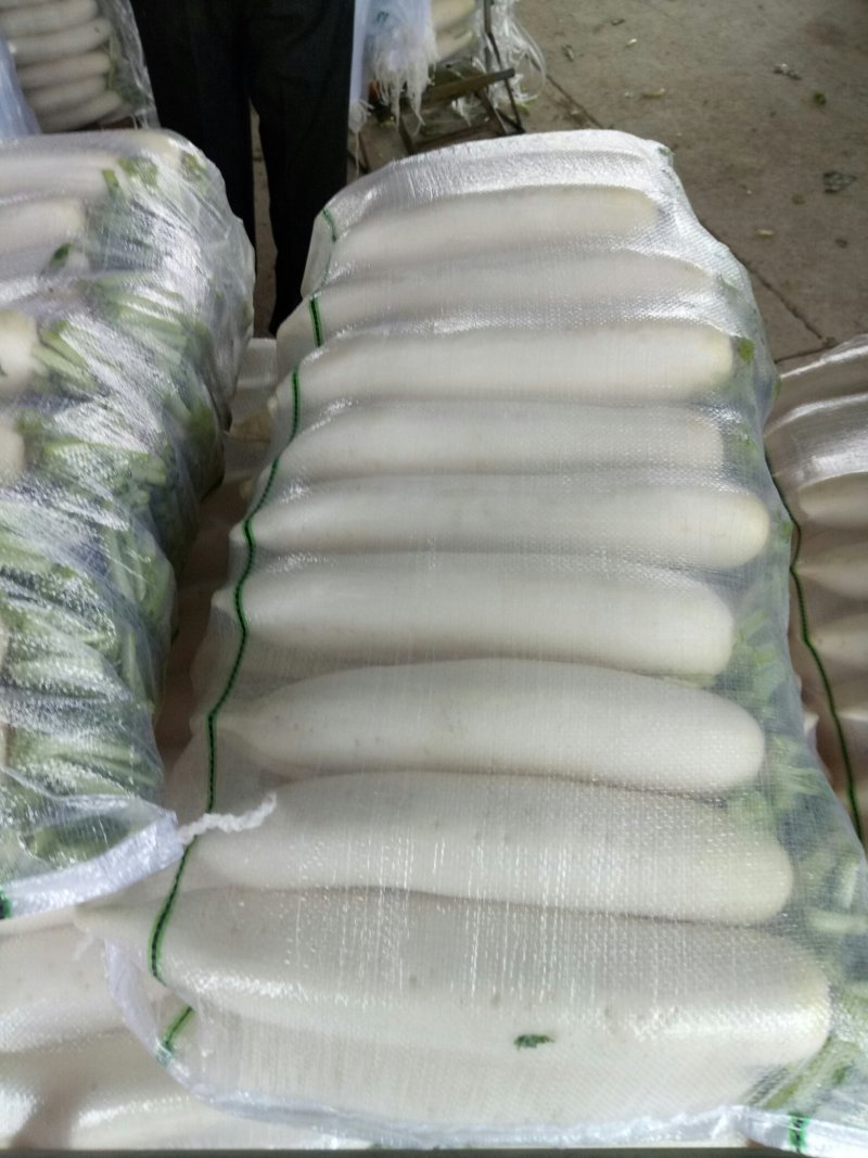 白萝卜1.5~2斤起