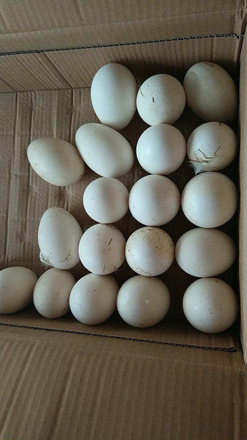 湖南本地土鹅蛋笨鹅蛋1个大新鲜饱满净重45-48斤