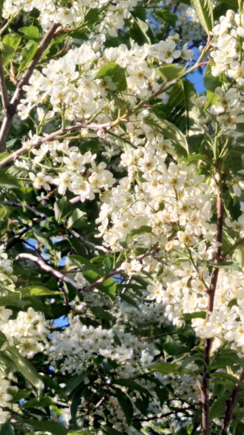 新疆黑蜂结晶百花蜜500克(1斤)