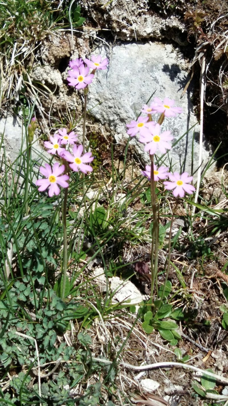 新疆黑蜂结晶百花蜜500克(1斤)